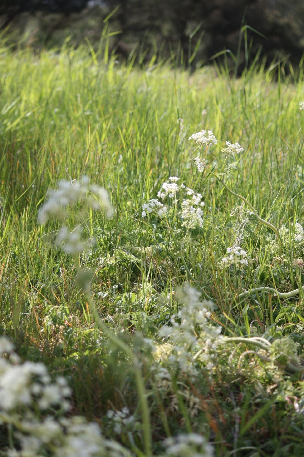 Sommarbild